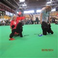 Clara vinner open class på Crufts..JPG