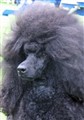 IMG_44441_presley head.jpg