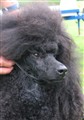 IMG_4448_presley head2.jpg