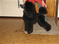 Presley 07-03.JPG
